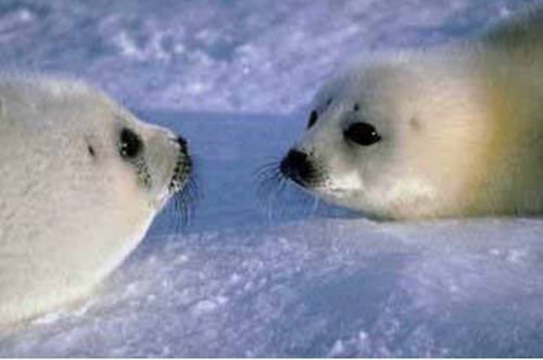 An Introduction to the Canadian Seal Hunt - An Animal Rights Article from  
