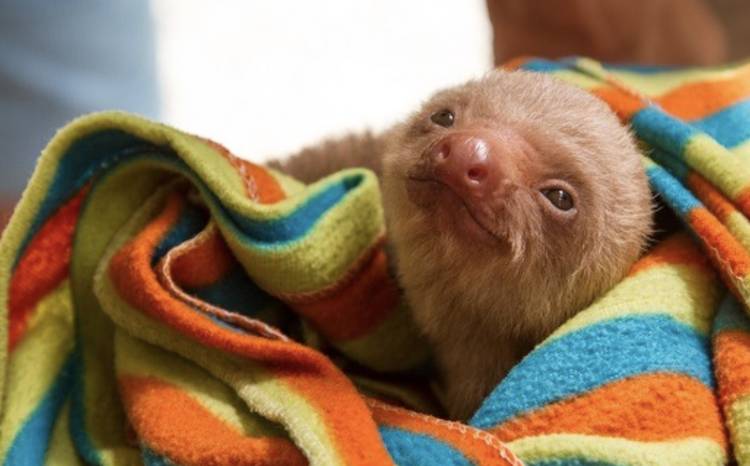 =baby sloth