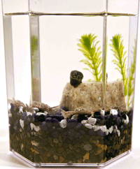 frog plastic container extinct