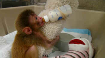 maternal deprivation