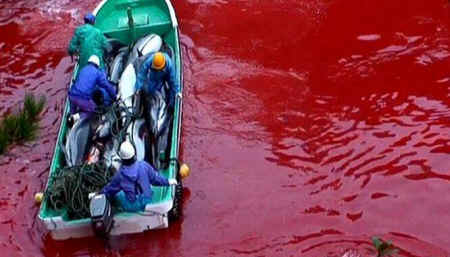 Taiji dolphin kills