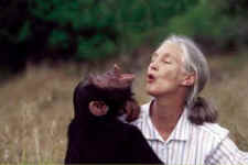 Jane, Goodall, primate, neocortex