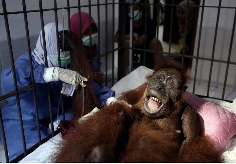 Hope orangutan