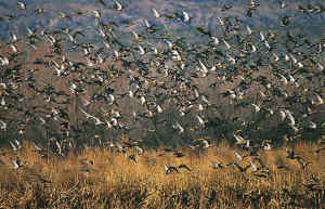 gun industry targets kids geese
