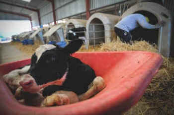 dairy calf calves