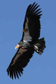 condor cull kill endangered