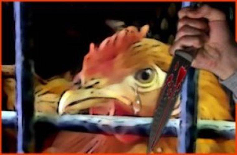 chicken slaughter