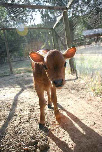 calf freedom
