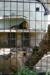 ar-kyotozoo-01_small