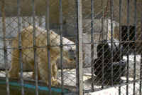 ar-kyotozoo-03_small