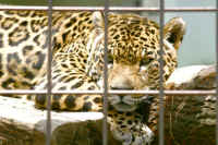 ar-kyotozoo-04_small