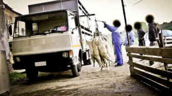 lambs slaughtered undercover