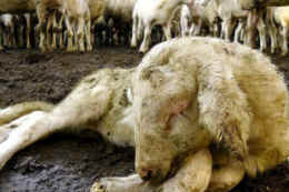 lamb slaughter undercover