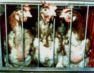 hens eggs molting battery
