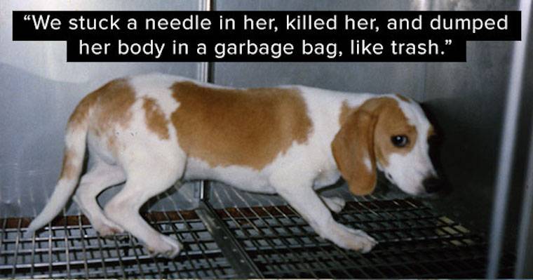 vivisected dog