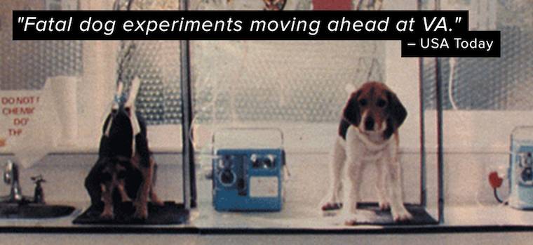 dog experiments