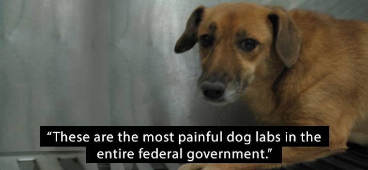 dog experiments