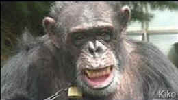 litigation personhood chimp