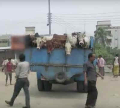 cows tortured for leather