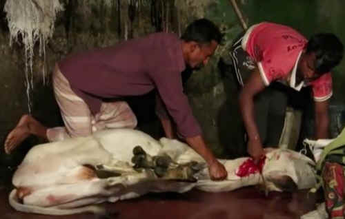 cows tortured for leather