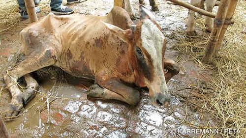 cow tortured for leather
