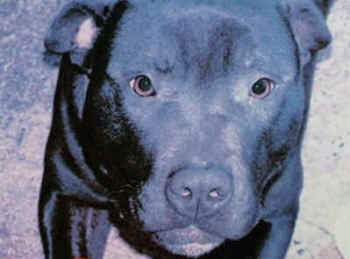 Lennox pitbull pit bull breed specific legislation