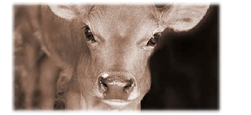 ar-letterveganworld-02