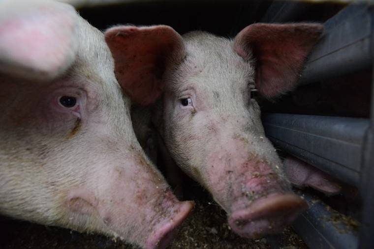 Pig slaughterhouse