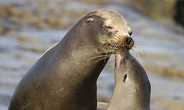 la jolla seals
