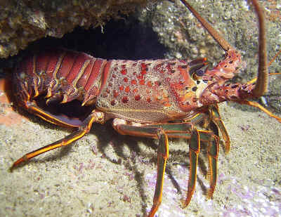 About the Lobster - An Animal Rights Article from 