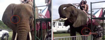 Nosey elephant rides