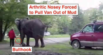 arthritic Nosey