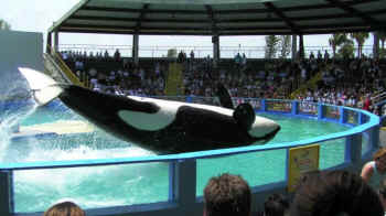 Lolita