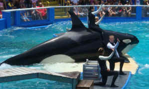 Lolita seaquarium captivity