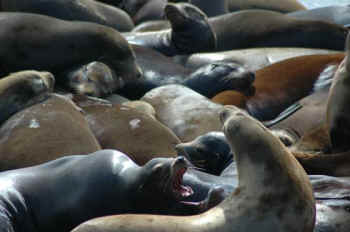 seals eat fish