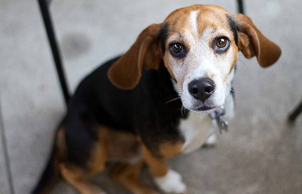 beagle
