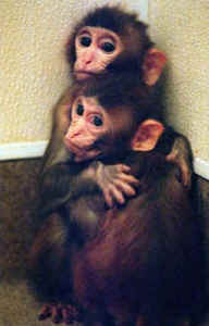 monkeys in labs