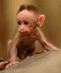 maternal deprivation monkeys