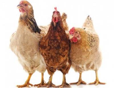 hens
