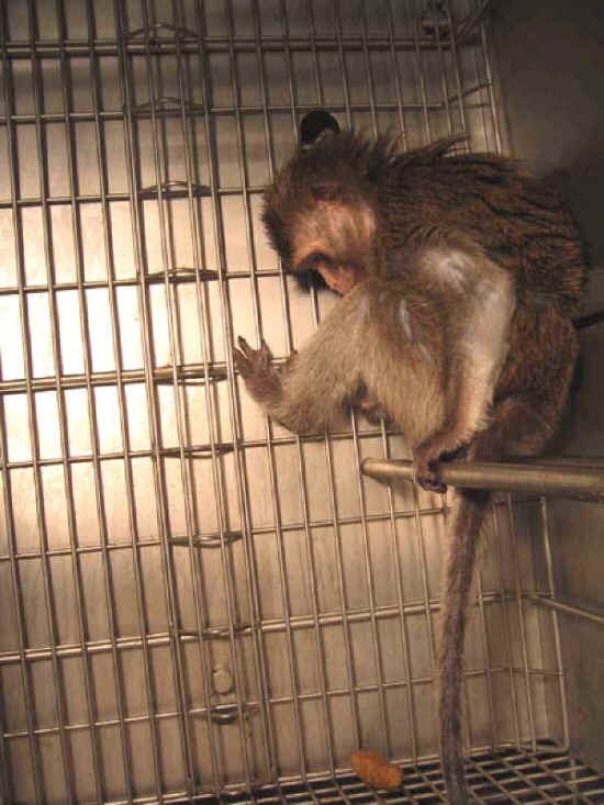 primate vivisection activism