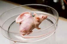 lab rat lab mouse ear implant