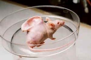 mice testing vivisection
