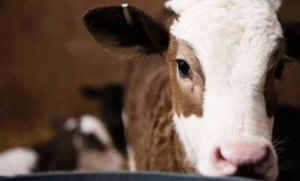 dairy cow calf missing children