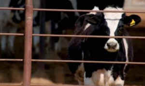dairy cow calf missing children