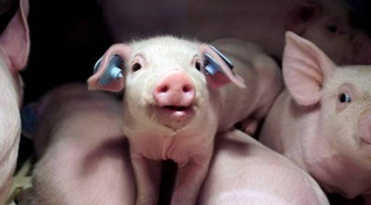 piglets