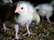 broiler chicken chick