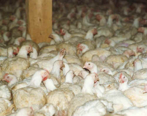 broiler chicken chicks