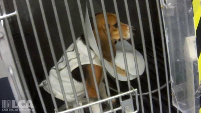 laboratory beagle