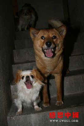 dog cat rescue Mr. Chen Chinese activists