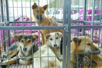 dog cat rescue Mr. Chen Chinese activists